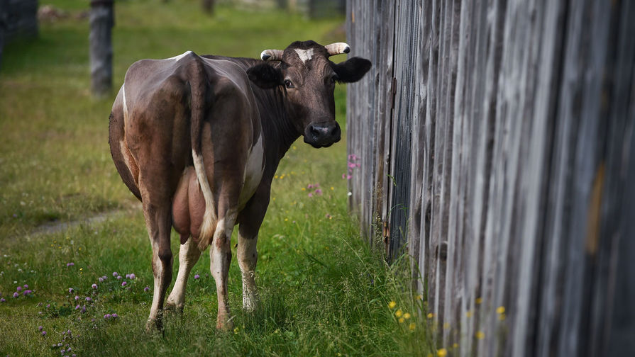 Китайские ученые предложили чипировать коров, чтобы создать умное ранчо
